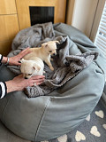 chihuahua puppies seeking homes Midland