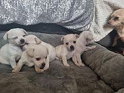 teacup chihuahua puppies seeking homes Richardson