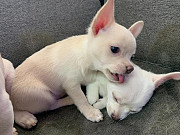 chihuahua puppies for homes Wichita Falls