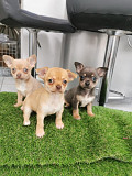 amazing chihuahua puppies for homes Conroe