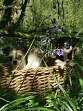 beautiful chihuahua puppies for homes Temple