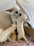 outstanding chihuahua puppies ready to go now Flower Mound