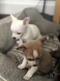 outstanding chihuahua puppies seeking homes Harlingen