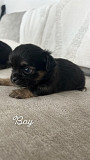 beautiful chihuahua puppies ready to go now Victoria
