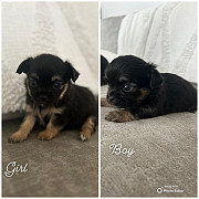 beautiful chihuahua puppies ready to go now Victoria