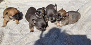 gorgeous chihuahua puppies ready to go now Spring
