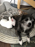 stunning chihuahua puppies ready to go now Euless