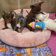 teacup chihuahua puppies ready to go now Little Elm