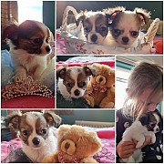 amazing chihuahua puppies for homes Haltom City