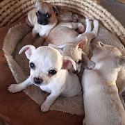 beautiful chihuahua puppies for homes The Colony