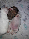 beautiful chihuahua puppies for sale Hurst