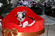 stunning chihuahua puppies for sale Socorro