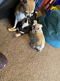 beautiful chihuahua puppies ready to go now Albany