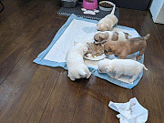 teacup chihuahua puppies ready to go now West Seneca