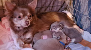 adorable chihuahua puppies for homes Kiryas Joel