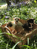 stunning chihuahua puppies for homes Rotterdam