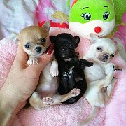 amazing chihuahua puppies ready to go now Pittsburgh