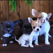 gorgeous chihuahua puppies ready to go now Altoona