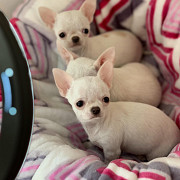 outstanding chihuahua puppies ready to go now Norristown