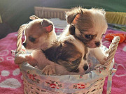 teacup chihuahua puppies seeking homes Bethel Park