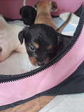 chihuahua puppies for sale Chicago
