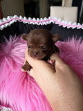 lovely chihuahua puppies for sale Peoria