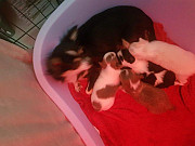 adorable chihuahua puppies seeking homes Schaumburg