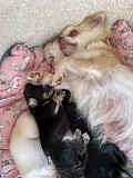 outstanding chihuahua puppies seeking homes Des Plaines