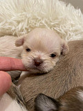 gorgeous chihuahua puppies ready to go now Normal