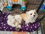 lovely chihuahua puppies ready to go now Oak Park