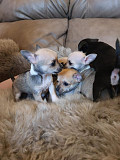 stunning chihuahua puppies ready to go now Hoffman Estates