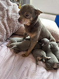 teacup chihuahua puppies for homes Plainfield