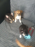 stunning chihuahua puppies for sale Calumet City