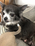 chihuahua puppies seeking homes Woodridge