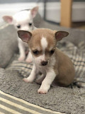 chihuahua puppies seeking homes Woodridge