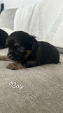 cute chihuahua puppies seeking homes Elk Grove Village