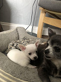 stunning chihuahua puppies seeking homes Gurnee