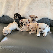 chihuahua puppies ready to go now Algonquin