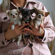 adorable chihuahua puppies ready to go now Galesburg