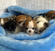 stunning chihuahua puppies ready to go now McHenry