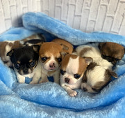 stunning chihuahua puppies ready to go now McHenry