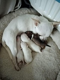 beautiful teacup chihuahua puppies Oak Forest