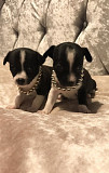 fantastic teacup chihuahua puppies Lockport