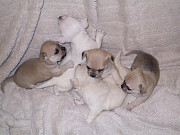 adorable chihuahua puppies for homes Zion