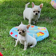 lovely chihuahua puppies for homes Yorkville