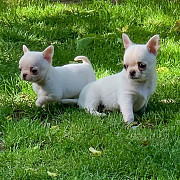 lovely chihuahua puppies for homes Yorkville