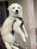 Female American Eskimo pup from Akure