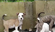 Pitbull puppies from Akure