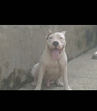 Male Pitbull Puppies from Akure