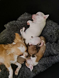 teacup chihuahua puppies ready to go now Akron